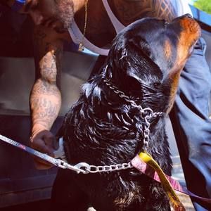 Meet your Posher, King